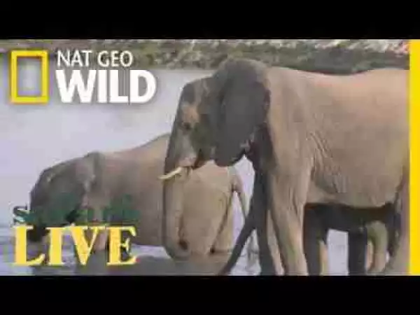 Video: Safari Live - Day 7 | National Geographic